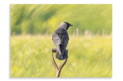 Jackdaw & the Spade - Artistic